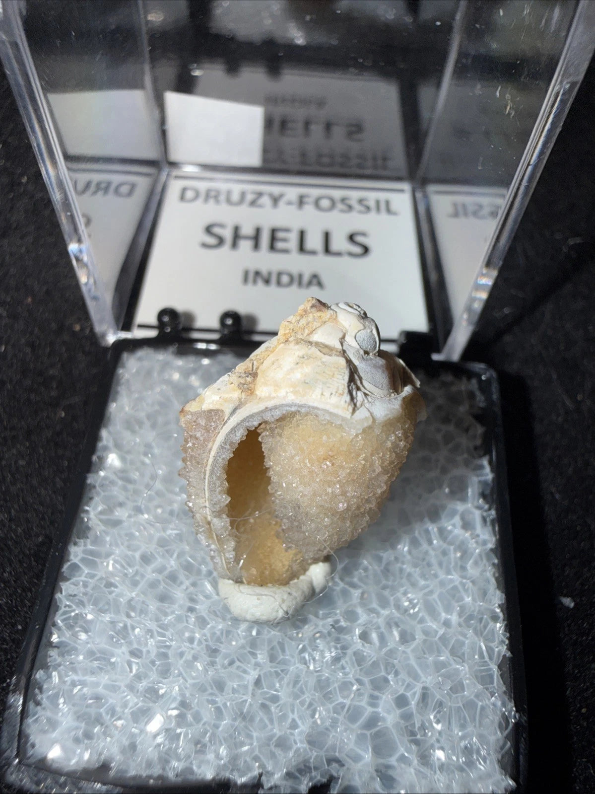 DRUZY SPARKLY Spiralite Fossil Gem Shells Crystallized Agatized • India