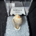DRUZY SPARKLY Spiralite Fossil Gem Shells Crystallized Agatized • India