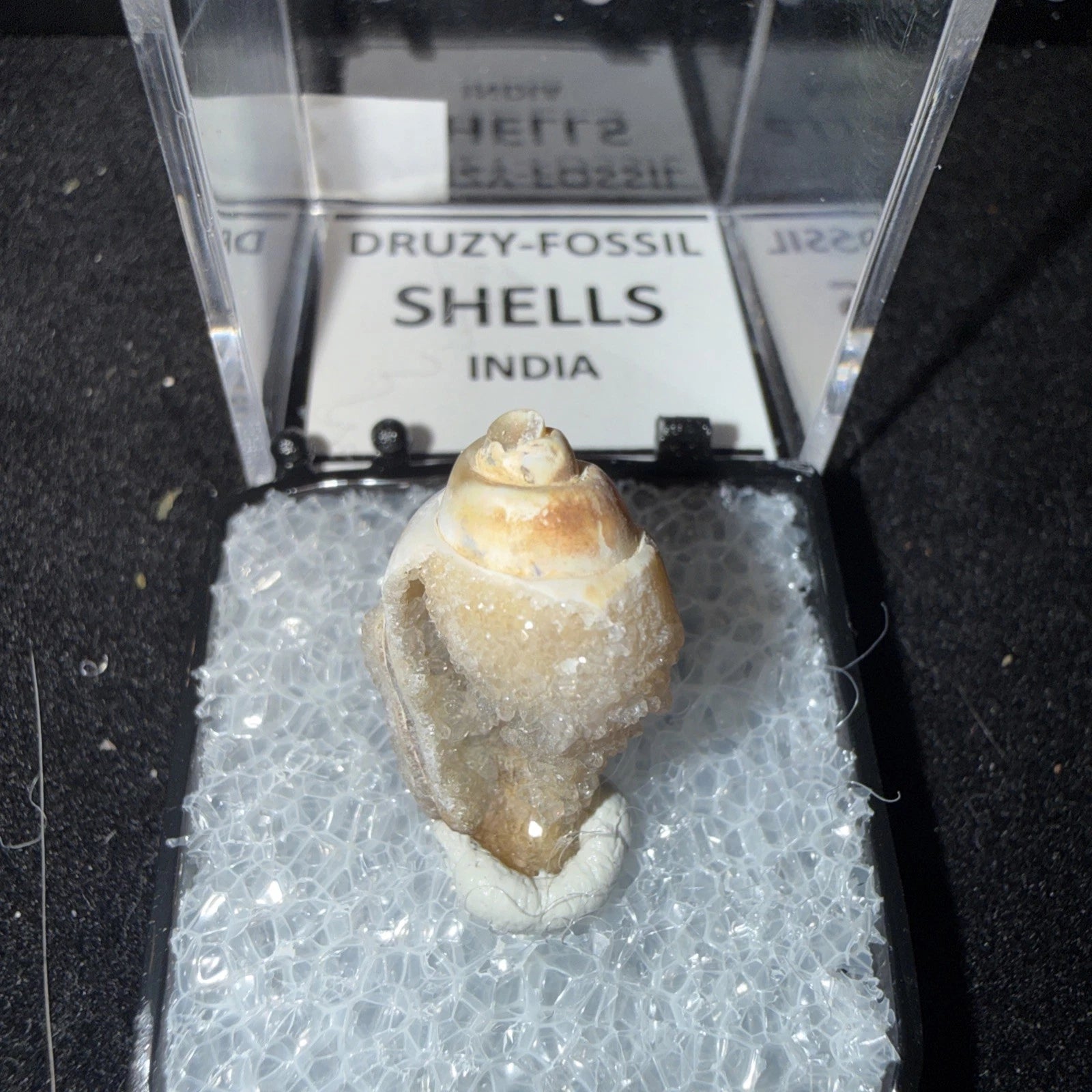 DRUZY SPARKLY Spiralite Fossil Gem Shells Crystallized Agatized • India