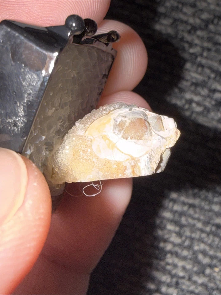 DRUZY SPARKLY Spiralite Fossil Gem Shells Crystallized Agatized • India