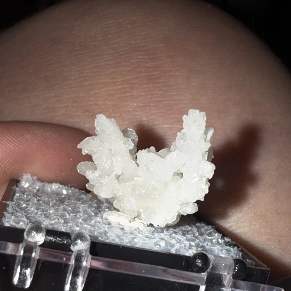 White Druzy Coral Branch