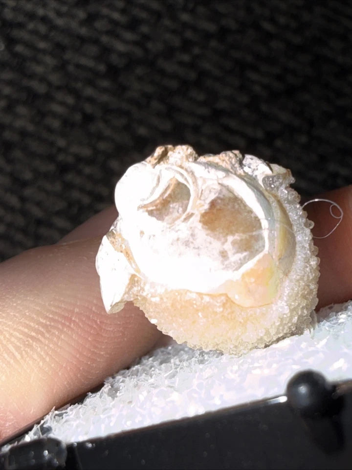 DRUZY SPARKLY Spiralite Fossil Gem Shells Crystallized Agatized • India