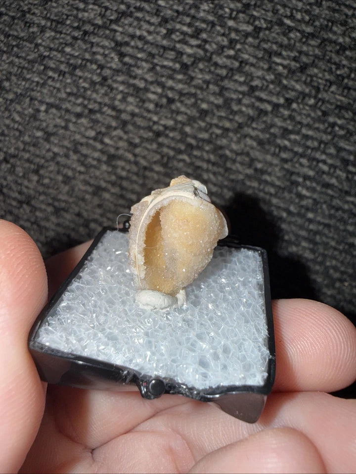 DRUZY SPARKLY Spiralite Fossil Gem Shells Crystallized Agatized • India