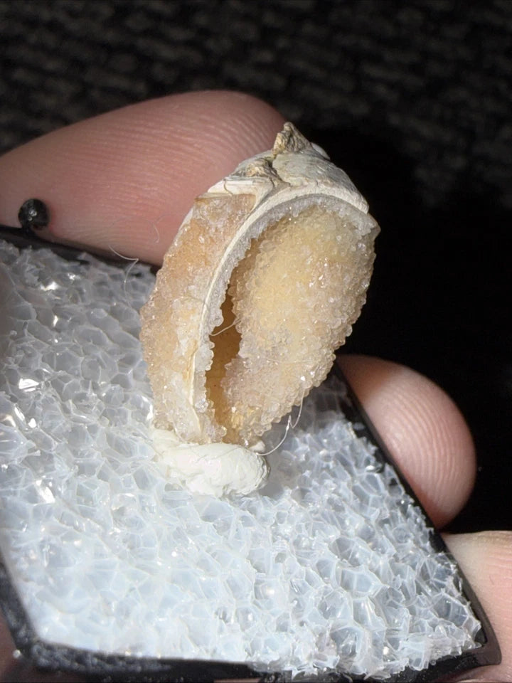 DRUZY SPARKLY Spiralite Fossil Gem Shells Crystallized Agatized • India