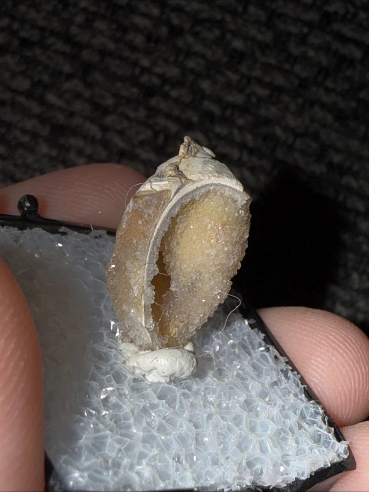 DRUZY SPARKLY Spiralite Fossil Gem Shells Crystallized Agatized • India