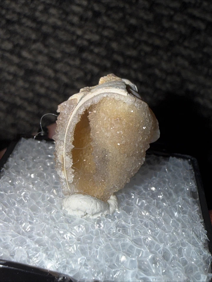 DRUZY SPARKLY Spiralite Fossil Gem Shells Crystallized Agatized • India