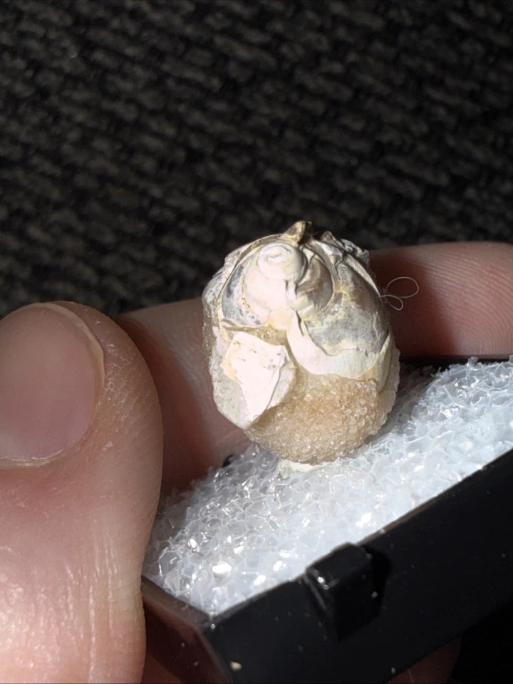 DRUZY SPARKLY Spiralite Fossil Gem Shells Crystallized Agatized • India