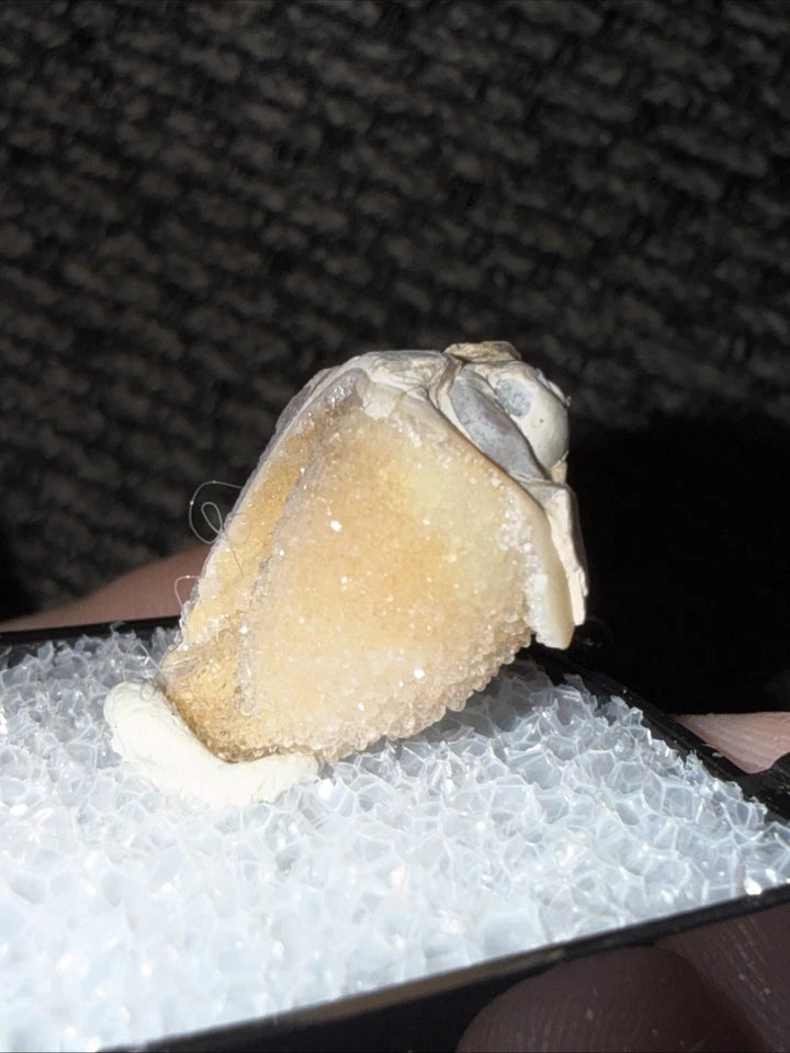 DRUZY SPARKLY Spiralite Fossil Gem Shells Crystallized Agatized • India